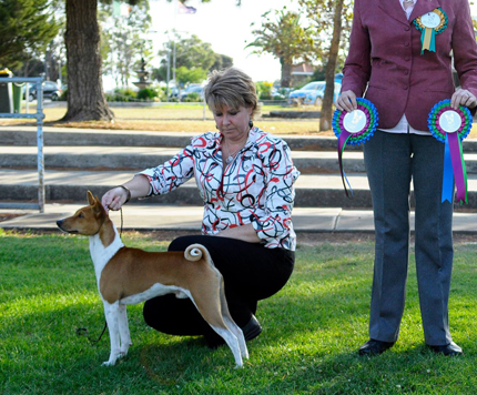 Basenji Specialty Show