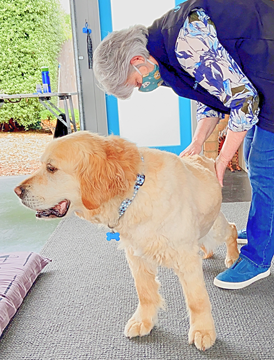 Golden retriever having treatment