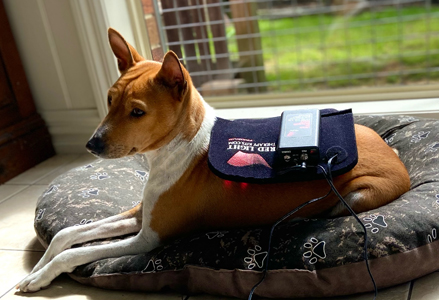 red light therapy for animals