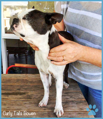 Boston Terrier receiving Bowen