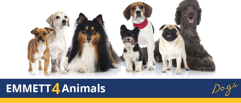 emmett technique for dogs