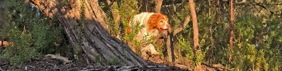 canine muscle treatment