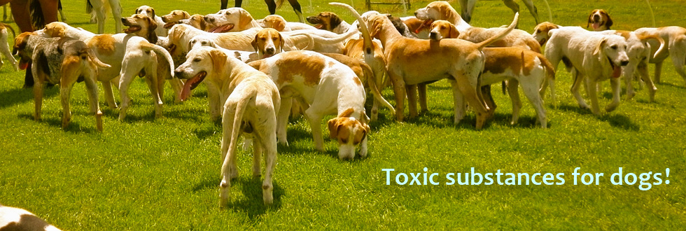 Feline and canine Bowen treatment