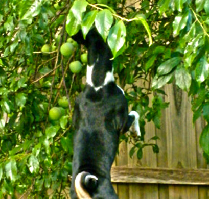 Our dog picking fruit from the tree