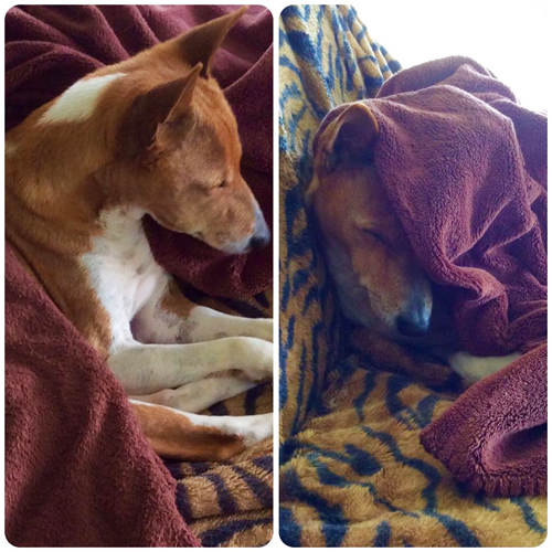 Keep senior dogs warm keep dogs warm