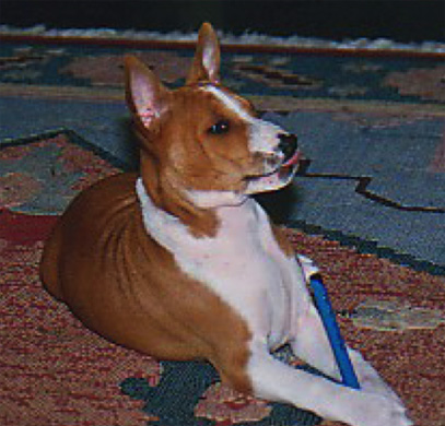 Keep toxic things out of reach of dogs and puppies