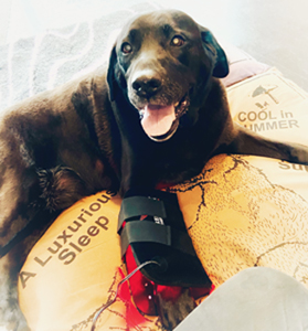 red light therapy for dogs