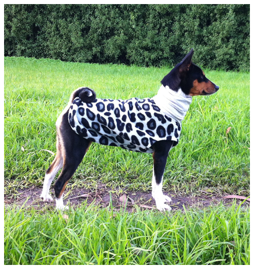 Warm Dog Coat dog coat